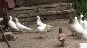 В гостях у Авакова Артура в Кисловодске!