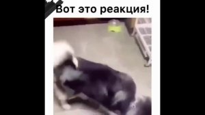 Ваши #ОхужэтиХвостики!