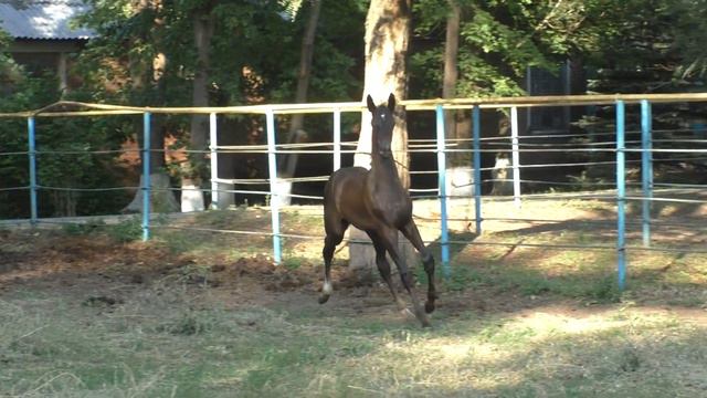 00020 вор.жер. 2019 г.р.Сайван-Караджа