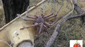 В Австралии обнаружили самого большого паука