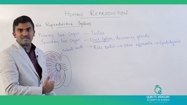 HUMAN REPRODUCTION Part-1| ZSH | QUBETA MERCURY-Academey|| first bell biology-zoology|