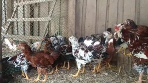 цыплята орловской породы кур, 3мес.