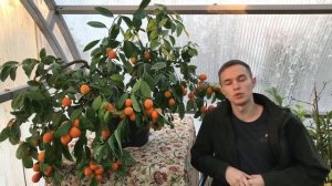 Павловский Мандарин Апельсин. Павловский питомник
