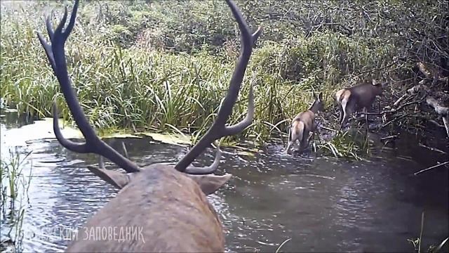 Слышали ли вы как ревёт олень смотреть онлайн