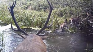 Слышали ли вы как ревёт олень