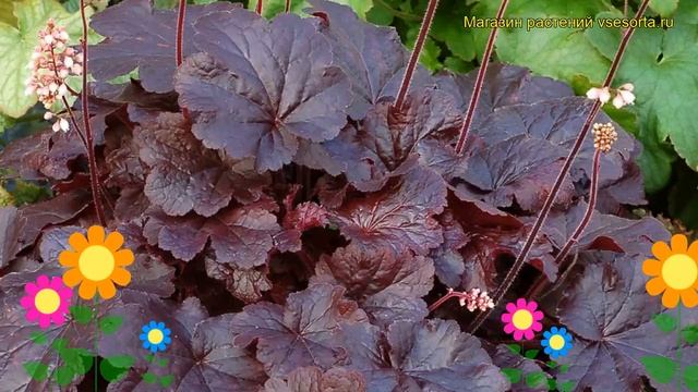 Гейхера Креол найт. Краткий обзор, описание характеристик, где купить саженцы heuchera Creole night смотреть онлайн