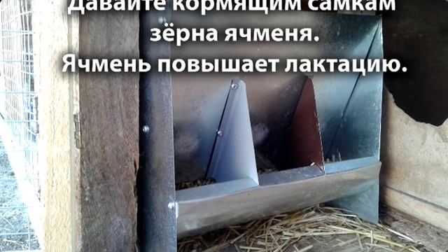 Разведение кроликов для начинающих - 50 советов кролиководу!
