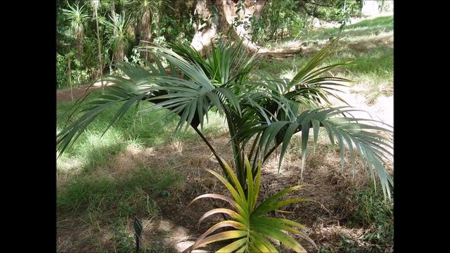 Howea Belmoreana смотреть онлайн