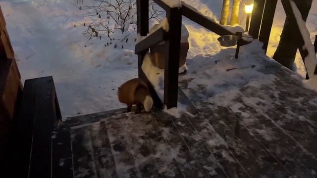 ЛИ СЯО. Алиса - Лиса. Скрип из вредности.