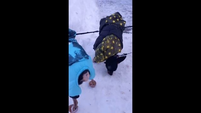 Собачки впервые одевают обувь смотреть онлайн