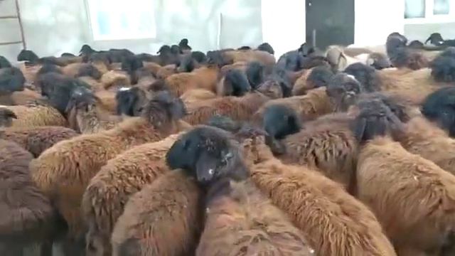 130бас еркек пишпе ургашы аралас 50 еркек 80 бас ургашы  37000тг  Таразда,+77017374257