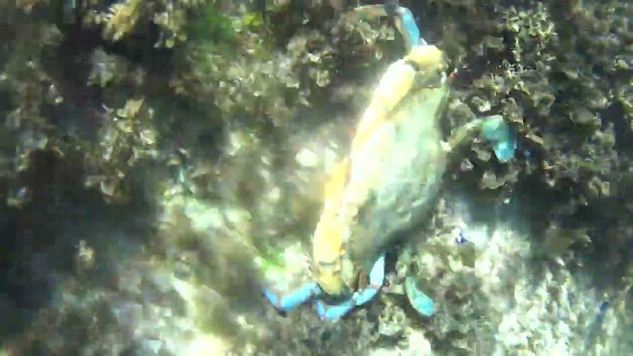 Красивый Краб в Черногории смотреть онлайн