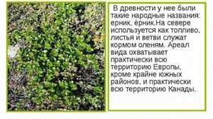 "Карликовая берёза". ПРЕЗЕНТАЦИЯ?