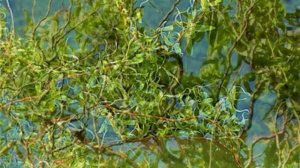 Неприхотливое Растение Декоративное Круглый Год. Настоящее Украшение Сада. Ива Матсудана