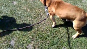 пидбуль в деле! демон среди собак,и очень быстрый пёс!