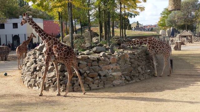 Жирафи сітчасті в амстердамському зоопарку