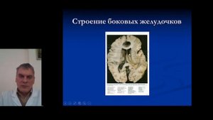 Функциональная анатомия конечного мозга. Часть 1.