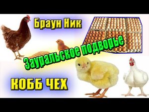 Бройлеры Коббы Несушка Браун Ник Доставка и Загрузка Яйца в Инкубатор