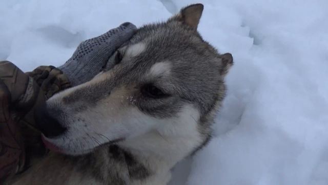 Лайки,вечер.06.02.2019 смотреть онлайн