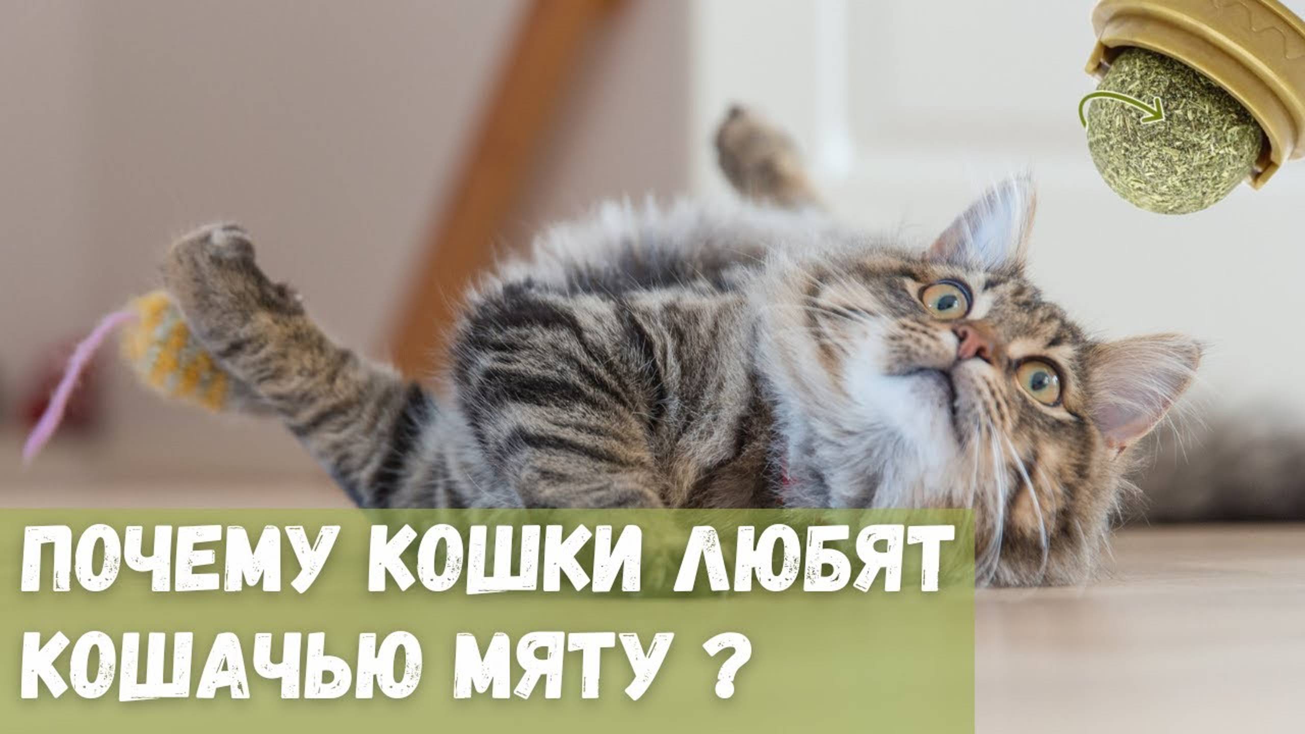 Почему коты любят кошачью мяту?