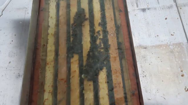 Зимовка Бакфаста на сетчатом дне.2018г. смотреть онлайн