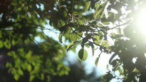 Helios 44M-4 (Canon 600D)