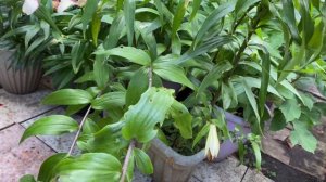 ЛИЛИИ ОТ-ГИБРИДЫ в ящиках.