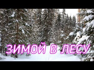 Зимой в лесу