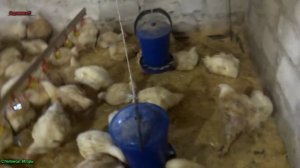 Кокцидиоз у бройлеров. Как лечить кокцидиоз !