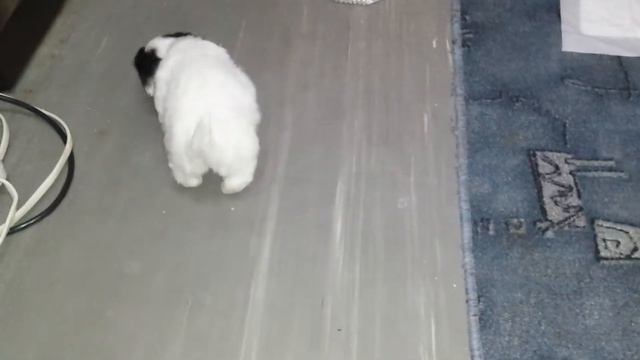 Милли первый день в семье. смотреть онлайн