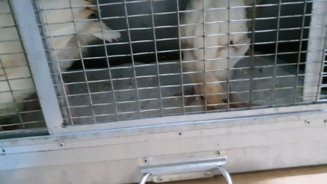 Они начали есть друг друга! смотреть онлайн