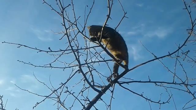 Кот на дереве пугает воробьев смотреть онлайн