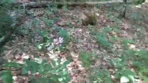 Ясенец:лечебное и опасное растение Кавказа!