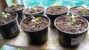 Жизнь в деревне простых людей.Небольшой  обзор.