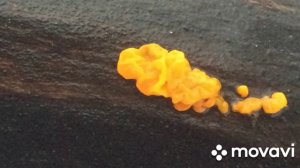 ❗Интересные факты о Дрожалке оранжевой❗