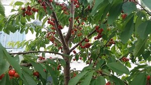 Черешня.Мелитопольская черная. Плодовое дерево, которое должно расти в каждом саду.