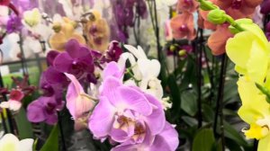 Обзор Орхидей ( Одесса торговый центр )