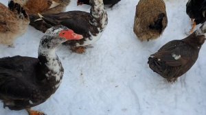 что делать что бы куры не расклёвывали яйца