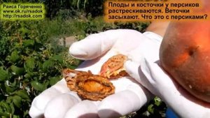 Плоды и косточки у персиков растрескиваются. Веточки засыхают. Что это с персиками?