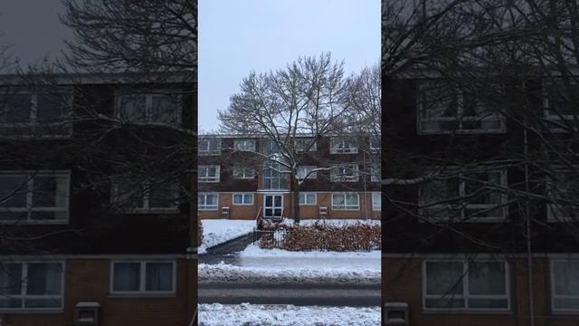 Narrow Leaved Ash (Fraxinus angustifolia) - tree in the snow - March 2018