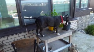 Собаки#Улыбаки#Стафтерьер#Прыжки на стол#Собачьи приколы