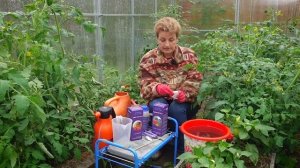 Почему опадают завязи у перцев? Как сохранить завязи  и защитить растения от болезней