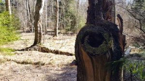 APEXEL LENS 18X MOBILE APL-T18X (Оптика для мобильного телефона, в походы на природу и не только...