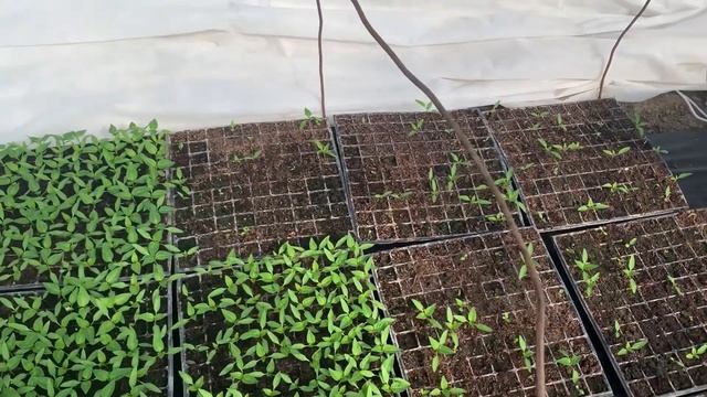 Перец хаски , Портеко и геркулес смотреть онлайн