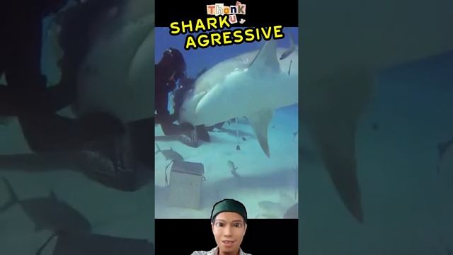 Shark Aggressive  #shorts #shortsvideo #viral #viralshorts