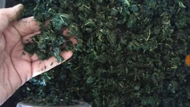 122. Чай из ферментированной ВИШНИ (молодых листьев), ах какой вкусный и ароматный.