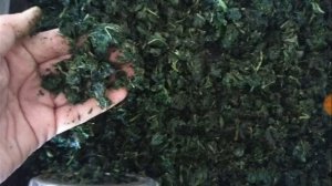 122. Чай из ферментированной ВИШНИ (молодых листьев), ах какой вкусный и ароматный.