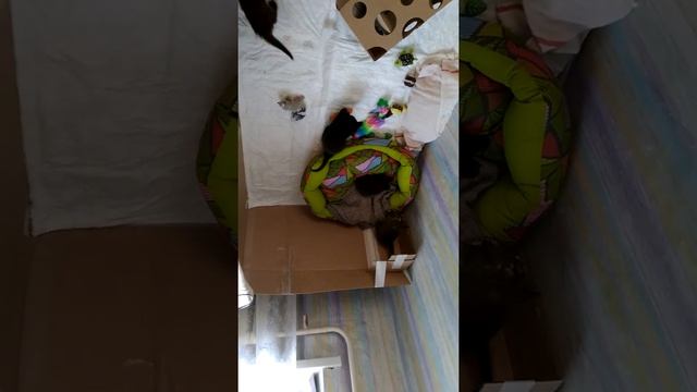 Приучение котят к лотку. Вольер для котят. смотреть онлайн