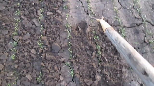 Лук чернушка выращивание