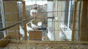 Выпускаем голубей!..